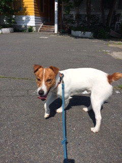 マロンちゃん山形市ペットホテルわんニャンシャンプー