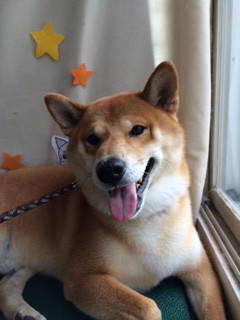 コロンブスちゃん山形市ペットサロンわんニャンシャンプー