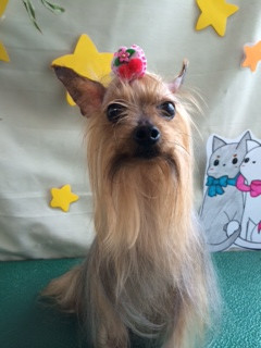 みゆちゃん山形市ペットサロンわんニャンシャンプー