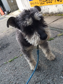 ピースちゃん山形市ペットホテルわんニャンシャンプー