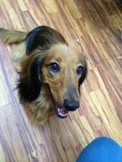 メルちゃん山形市ペットホテルわんニャンシャンプー