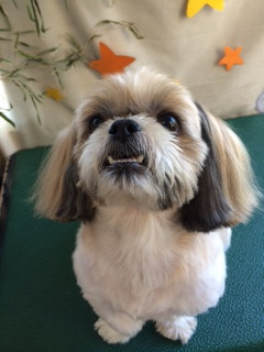 クーちゃん山形市ペットサロンわんニャンシャンプー