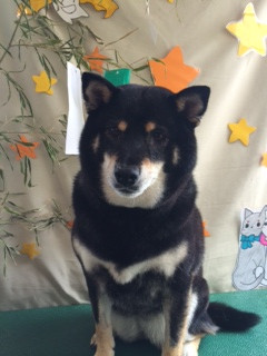 まいちゃん山形市ペットサロンわんニャンシャンプー