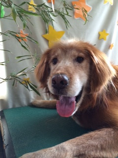 ジョンちゃん山形市ペットサロンわんニャンシャンプー