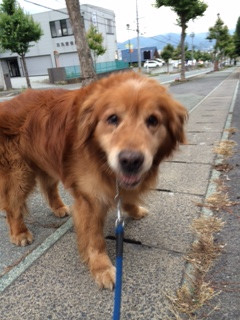 ジョンちゃん山形市ペットホテルわんニャンシャンプー