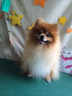 さくらちゃん山形市ペットサロンわんニャンシャンプー