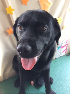 ハッピーちゃん山形市ペットサロンわんニャンシャンプー