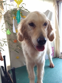 トフィちゃん山形市ペットサロンわんニャンシャンプー