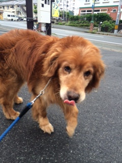 ジョンちゃん山形市ペットホテルわんニャンシャンプー