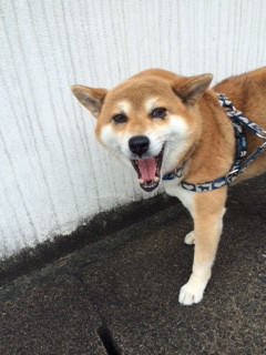 太郎ちゃん山形市ペットホテルわんニャンシャンプー