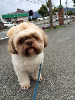 レオちゃん山形市ペットホテルわんニャンシャンプー