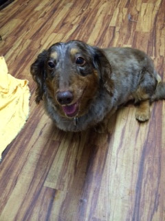 レンちゃん山形市ペットホテルわんニャンシャンプー