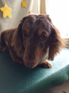 レンちゃん山形市ペットホテルわんニャンシャンプー