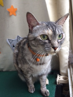 パンちゃん山形市ペットホテルわんニャンシャンプー