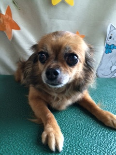 チョコちゃんパボちゃん山形市ペットサロンわんニャンシャンプー