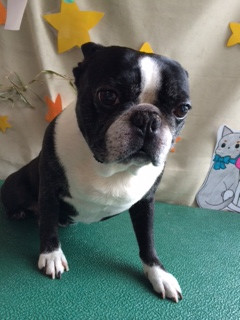 チョコちゃんパボちゃん山形市ペットサロンわんニャンシャンプー