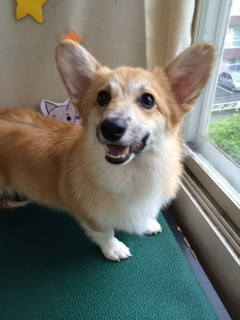 おっぽちゃん山形市ペットサロンわんニャンシャンプー