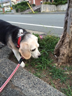 ハッピーちゃん山形市ペットホテルわんニャンシャンプー