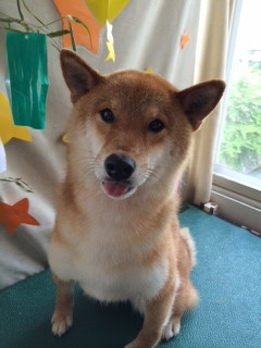 義宗ちゃんソラちゃん山形市ペットサロンわんニャンシャンプー