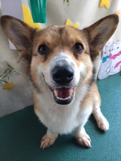 義宗ちゃんソラちゃん山形市ペットサロンわんニャンシャンプー