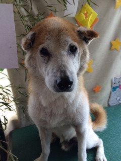 太郎ちゃん山形市ペットサロンわんニャンシャンプー