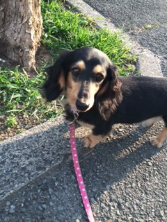 チェリちゃんジョナサンちゃんチャペルちゃん山形市ペットホテルわんニャンシャンプー