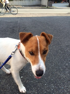 マロンちゃん山形市ペットホテルわんニャンシャンプー