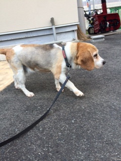 もみじちゃん山形市ペットホテルわんニャンシャンプー