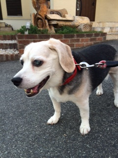 ハッピーちゃん山形市ペットホテルわんニャンシャンプー