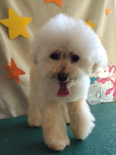 みゆちゃん山形市ペットサロンわんニャンシャンプー