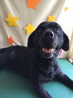 ドールちゃん山形市ペットサロンわんニャンシャンプー