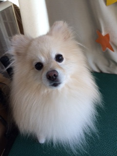 ミルフィーちゃん山形市ペットサロンわんニャンシャンプー