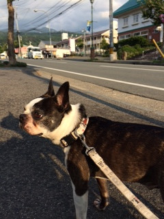 チェリちゃんジョナサンちゃんチャペルちゃん山形市ペットホテルわんニャンシャンプー