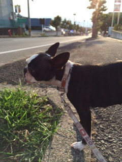 チェリちゃんジョナサンちゃんチャペルちゃん山形市ペットホテルわんニャンシャンプー