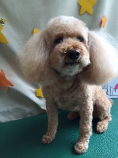 ノルドちゃん山形市ペットサロンわんニャンシャンプー