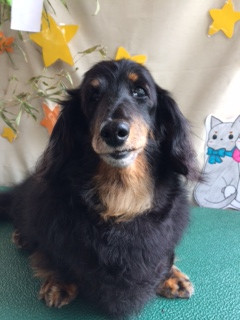 レオちゃん山形市ペットサロンわんニャンシャンプー