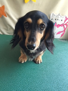 チェリちゃんジョナサンちゃんチャペルちゃん山形市ペットホテルわんニャンシャンプー