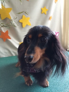 モモちゃん山形市ペットサロンわんニャンシャンプー