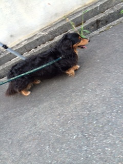 キムチちゃん山形市ペットホテルわんニャンシャンプー