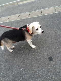 ハッピーちゃん山形市ペットホテルわんニャンシャンプー