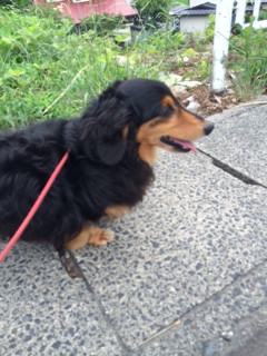 キムチちゃん山形市ペットホテルわんニャンシャンプー