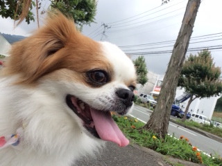 ちゃっぴぃちゃん山形市ペットホテルわんニャンシャンプー