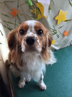 トニーちゃん山形市ペットサロンわんニャンシャンプー