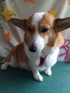 サスケちゃんつくしちゃん山形市ペットサロンわんニャンシャンプー