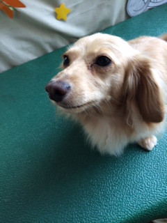 ミミちゃん山形市ペットサロンわんニャンシャンプー