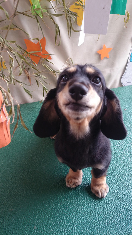 クーちゃん 山形市 ペットサロン わんニャンシャンプー