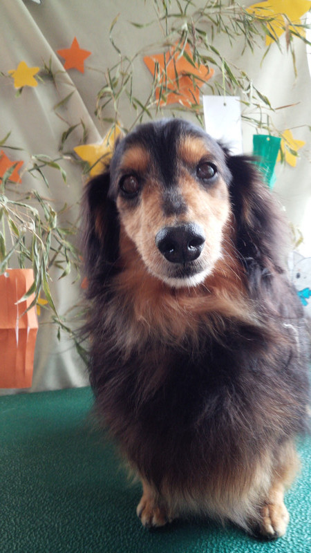 キムチちゃん　山形市ペットサロン　わんニャンシャンプー