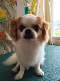 ちゃっぴぃちゃん山形市ペットホテルわんニャンシャンプー