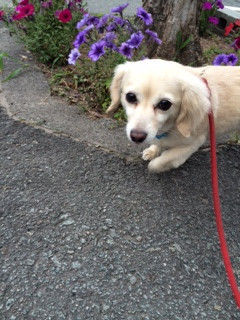 アクアちゃん山形市ペットホテルわんニャンシャンプー