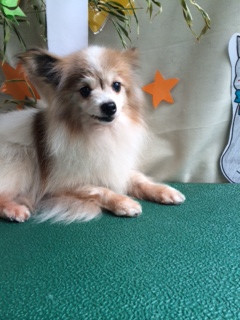 モモちゃん山形市ペットサロンわんニャンシャンプー